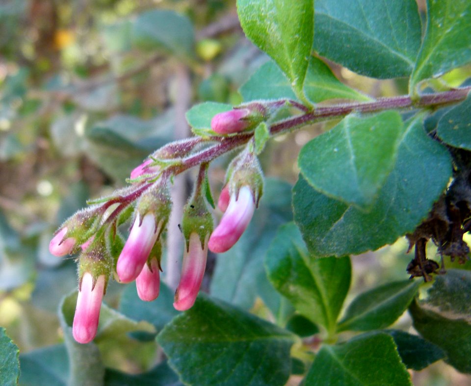 Escallonia-buds-in Jardin des Plantes de Paris