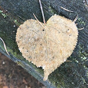 Symbol cold wood