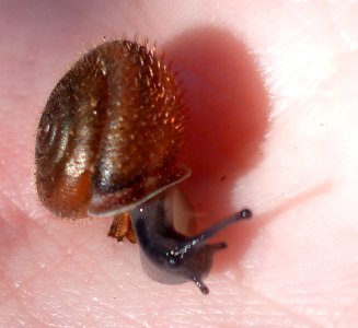Escargot poilu, face