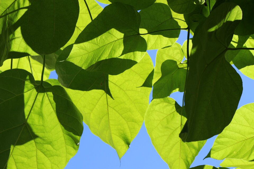 Blue sky green leaf