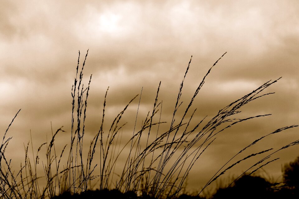 Wind blow silhouette