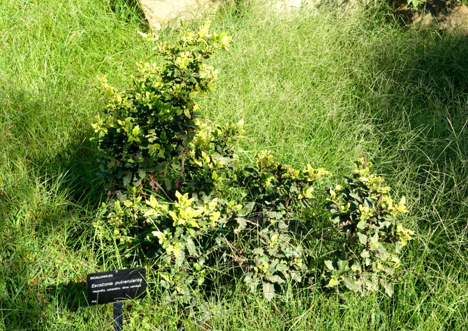 Escallonia pulverulenta - Jardín Botánico de Barcelona - Barcelona, Spain - DSC09293