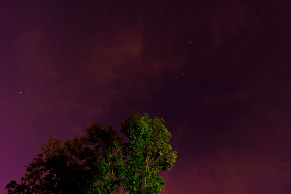 Sky stars tree