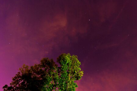 Sky stars tree photo