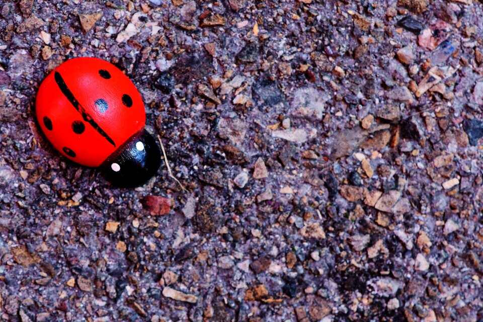Background lucky ladybug beetle