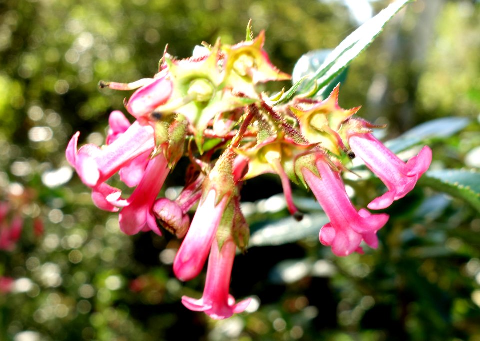Escallonia rubra - San Francisco Botanical Garden - DSC09865