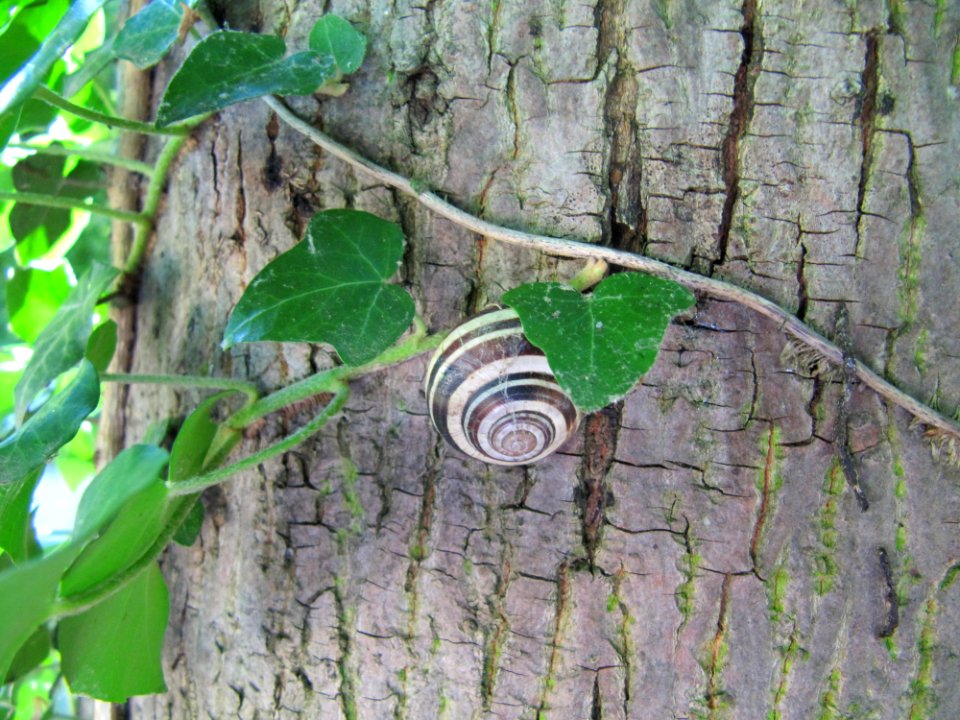Escargot sur un arbre