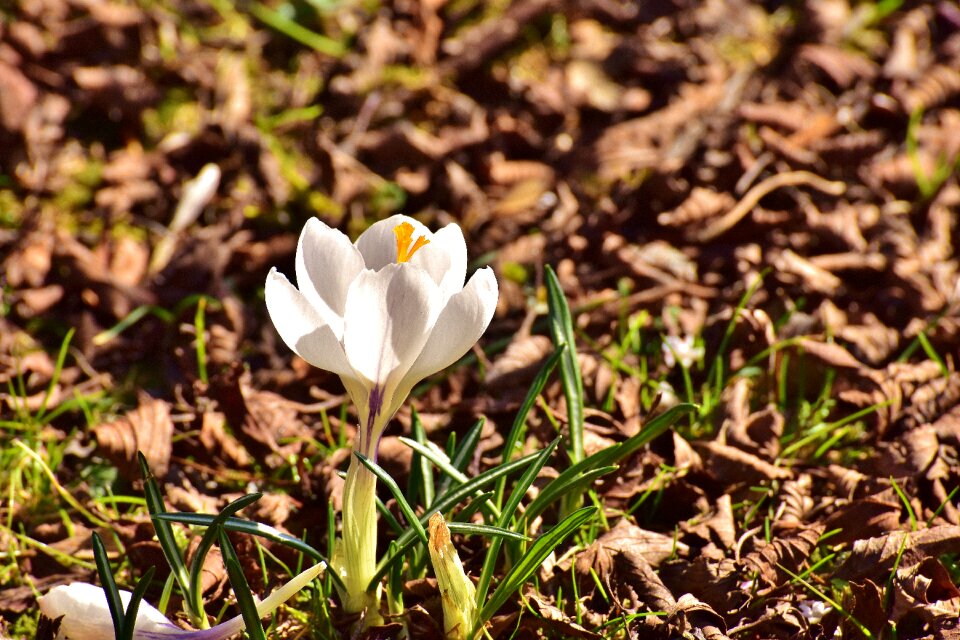 Spring flower blossom bloom