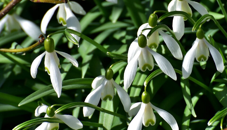 Nature white flower