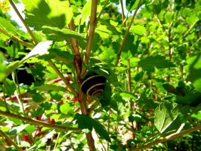 Escargot sur une branche