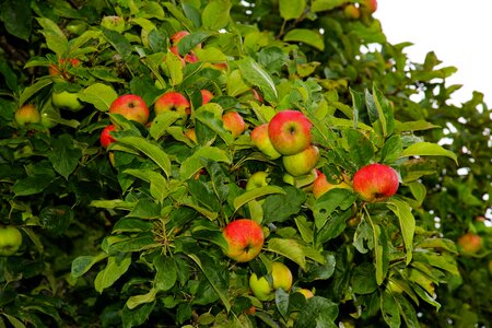 Tree fruits garden photo