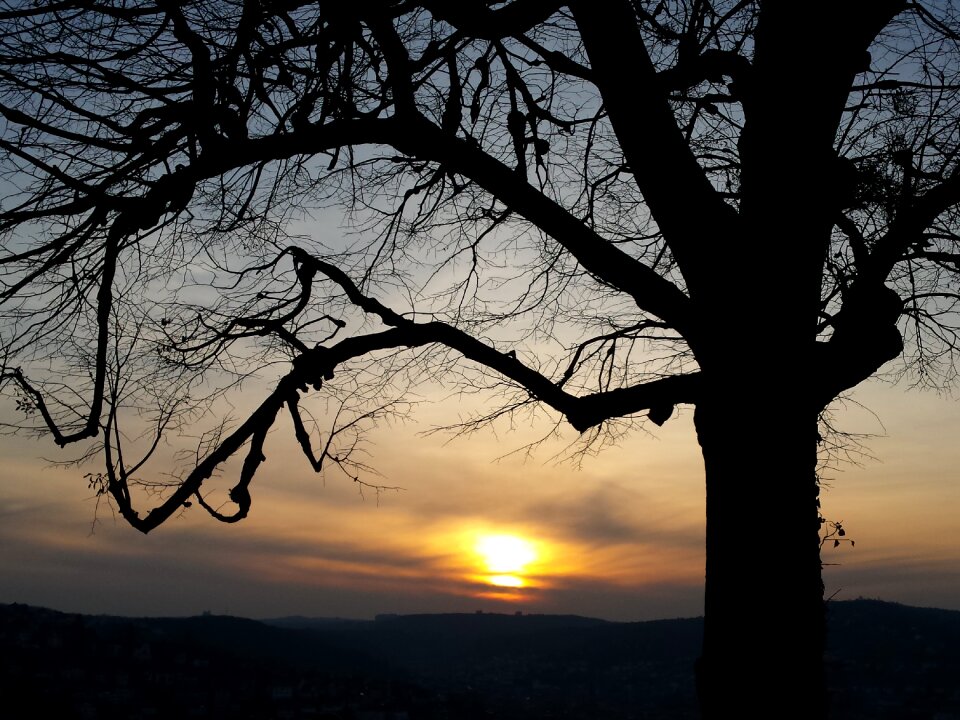 Tree sunset evening