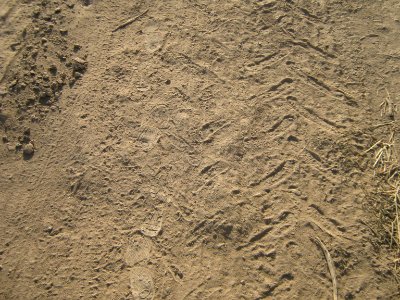 Footprint on the soil - near Hakim Hospital of Nishapur photo