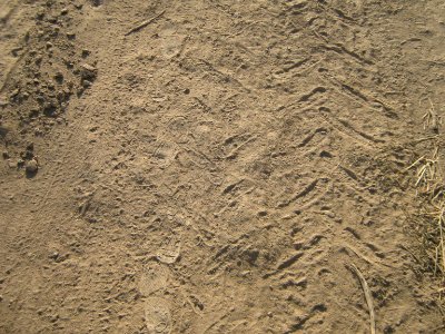 Footprint on the soil - near Hakim Hospital of Nishapur