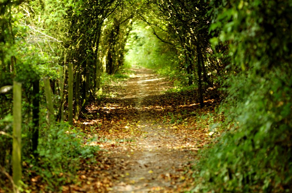 Footpath-Northfield-Road-20060629-004