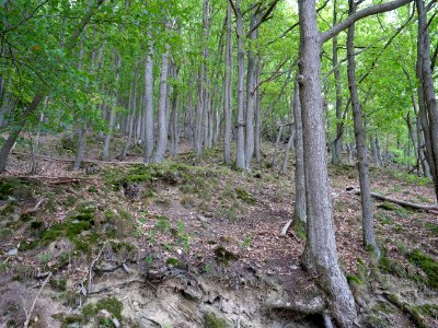 Escarpment near Schilsbachstraße 02