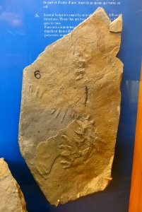 Footprints made by animals going in different directions - Redpath Museum - McGill University - Montreal, Canada - DSC08015