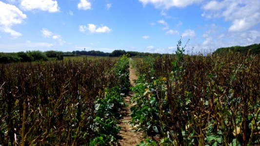 Footpath through farmland, Worsham, Bexhill-on-Sea