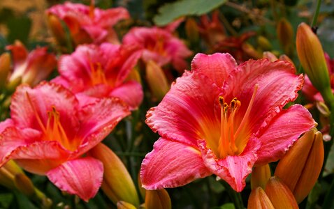 Flower plant garden photo