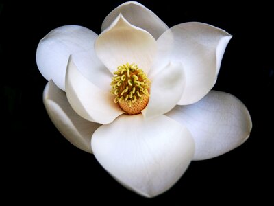 Magnolia flower northcarolina