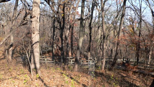 Fontenelle Forest boardwalk trails 3