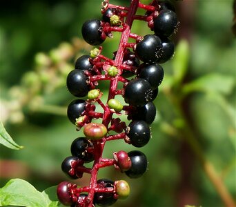 Plant black nature