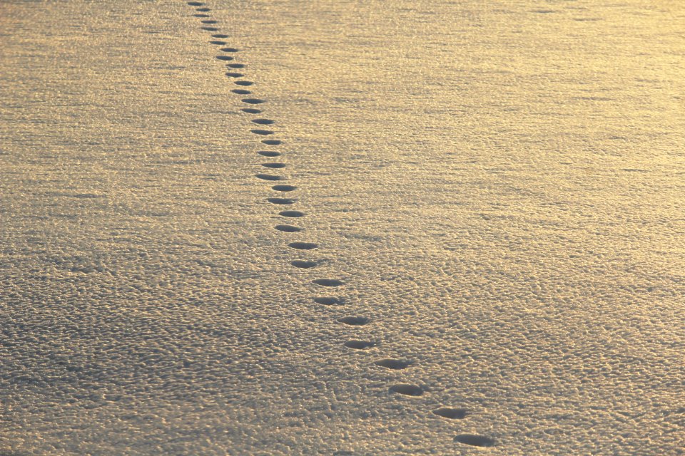 Footsteps In Snow