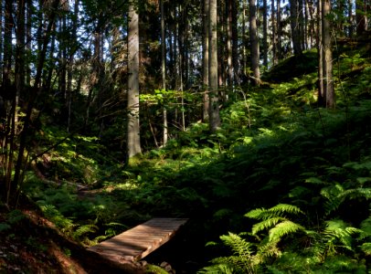 Footbridge and ferns in Gullmarsskogen ravine 2