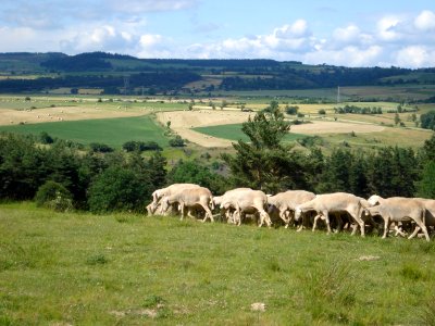 Fontanes (Lozère, Fr), moutons sur le haut plateau