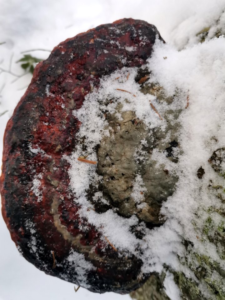 Fomitopsis pinicola 115306765