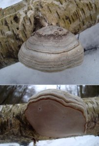 Fomes fomentarius Podkomorské lesy