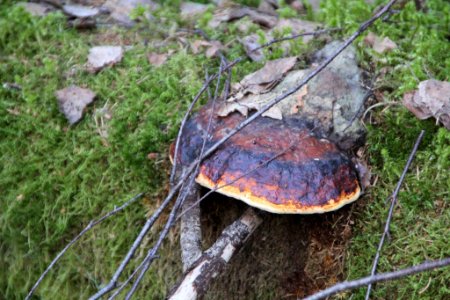 Fomitopsis pinicola 115191640
