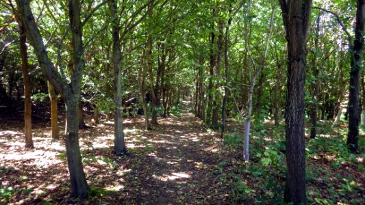 Footpath through wood, Worsham, Bexhill-on-Sea
