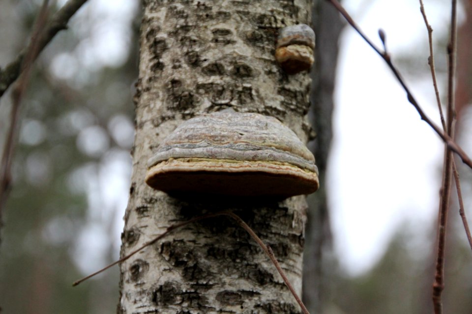 Fomes fomentarius 108500157