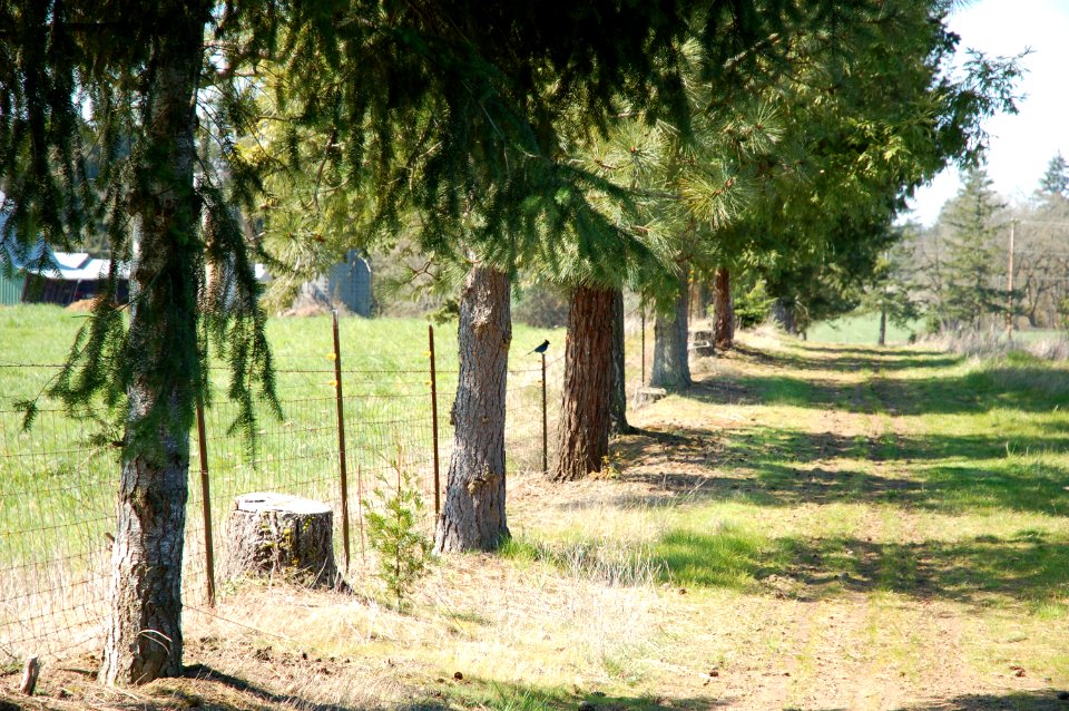 Footpath on a tree farm in Oregon