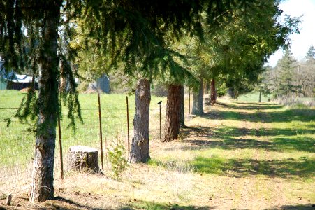 Footpath on a tree farm in Oregon