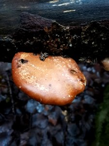Fomitopsis betulina 107800093