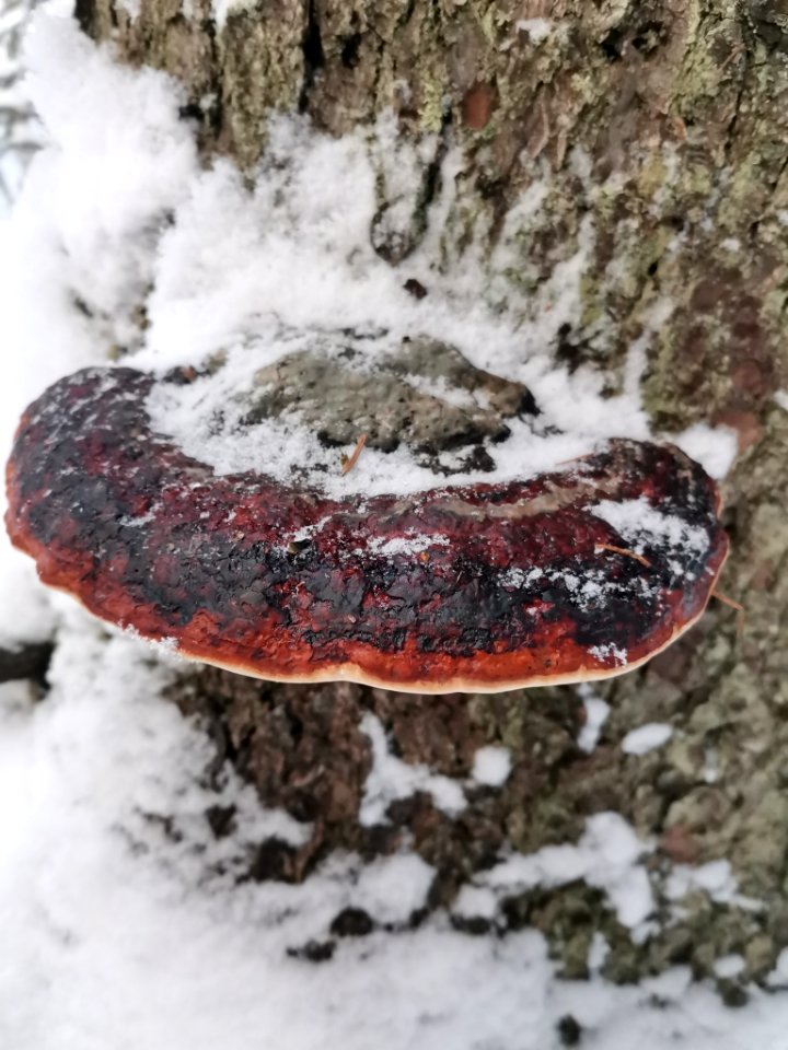 Fomitopsis pinicola 115306778