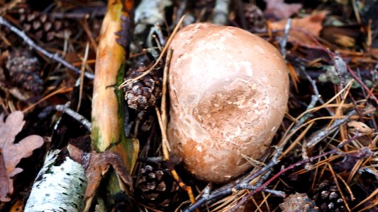 Fomitopsis betulina 109036065