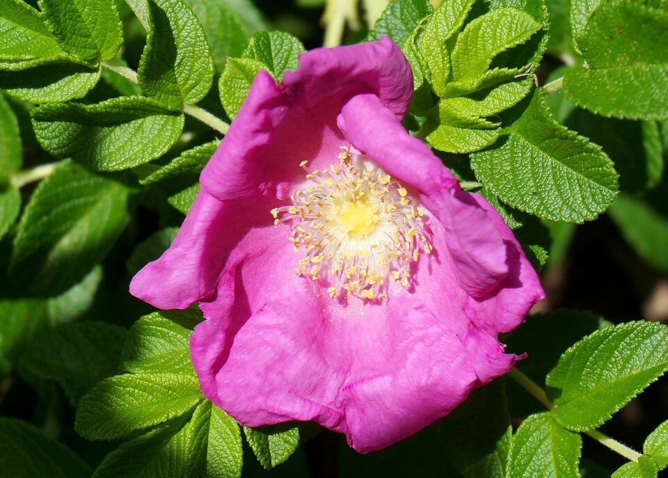 Blossom bloom bud
