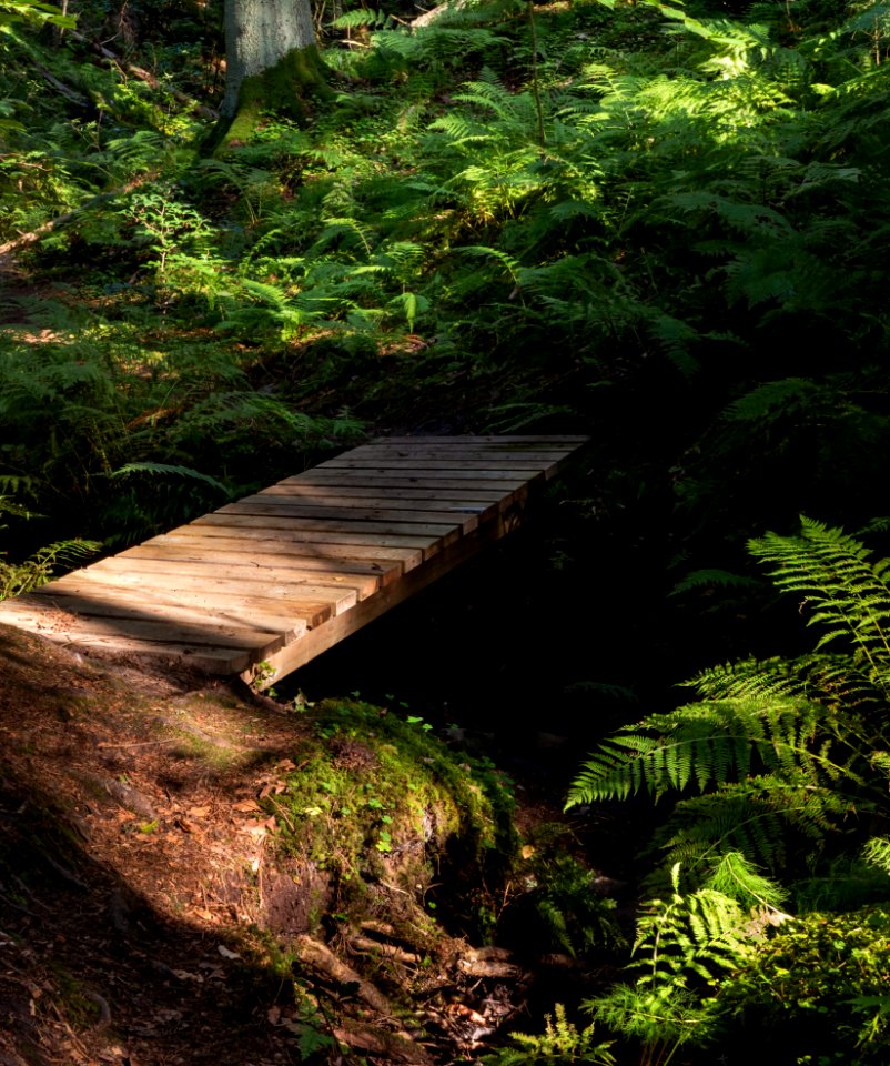 Footbridge and ferns in Gullmarsskogen ravine 1