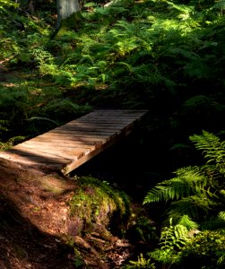 Footbridge and ferns in Gullmarsskogen ravine 1