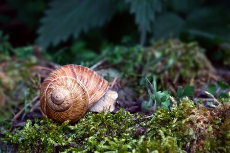 Forest shell land snail photo