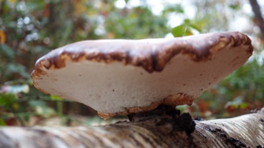 Fomitopsis betulina 105320896