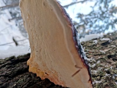 Fomitopsis pinicola 115306759