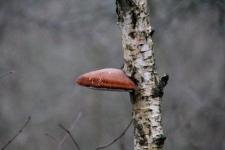 Fomitopsis betulina 105607631