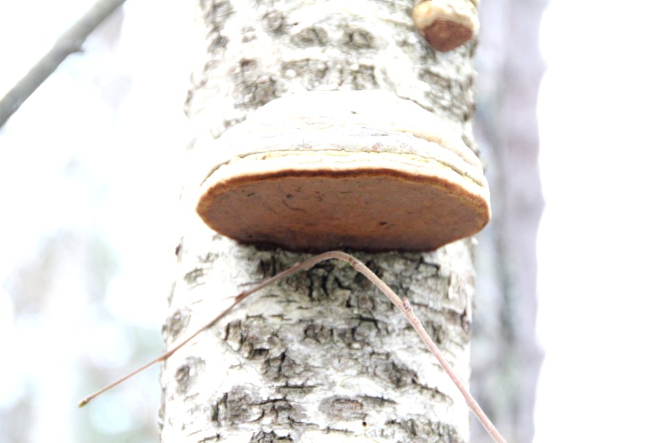 Fomes fomentarius 108500160