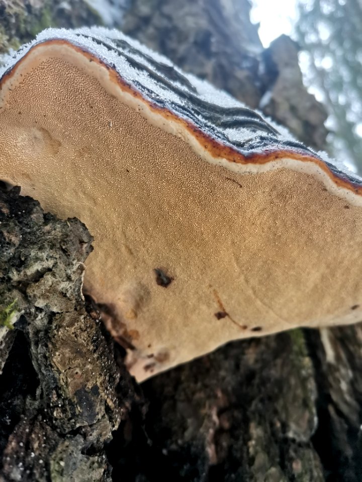 Fomitopsis pinicola 114907438