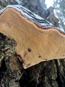 Fomitopsis pinicola 114907438