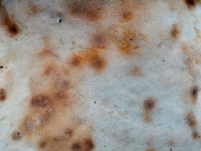 Fomitopsis pinicola 107722661